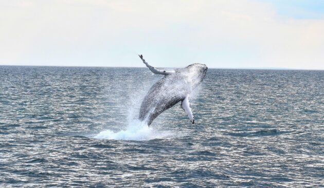 Baleine au large de Boston