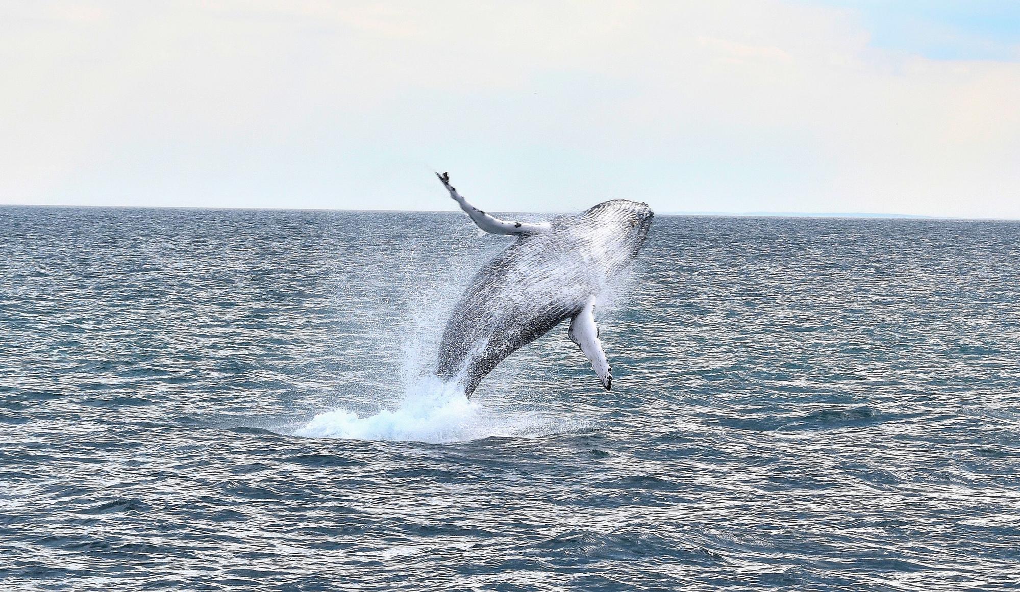 Baleine au large de Boston