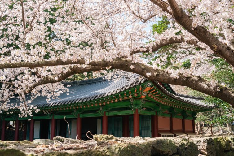 Beauté du printemps en Corée du Sud à l'île de Jeju
