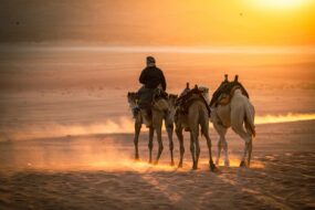 Bedouin riding camel at sunset in Wadi Rum desert, Jordan