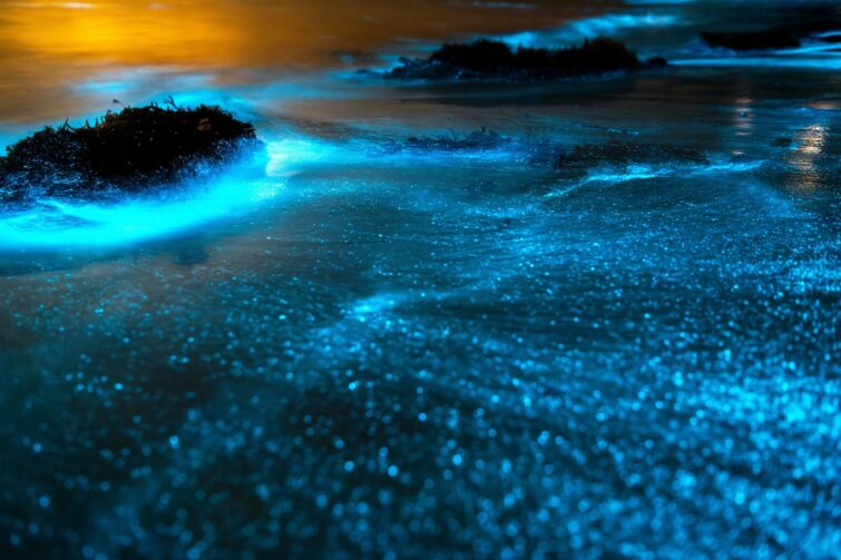 Bioluminescence à Jervis Bay en Australie lors d'une nuit claire