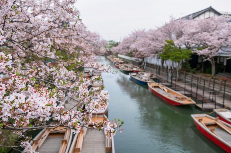 Cerisiers en fleurs à Kyūshū, Japon, avec un flou d'arrière-plan en bois