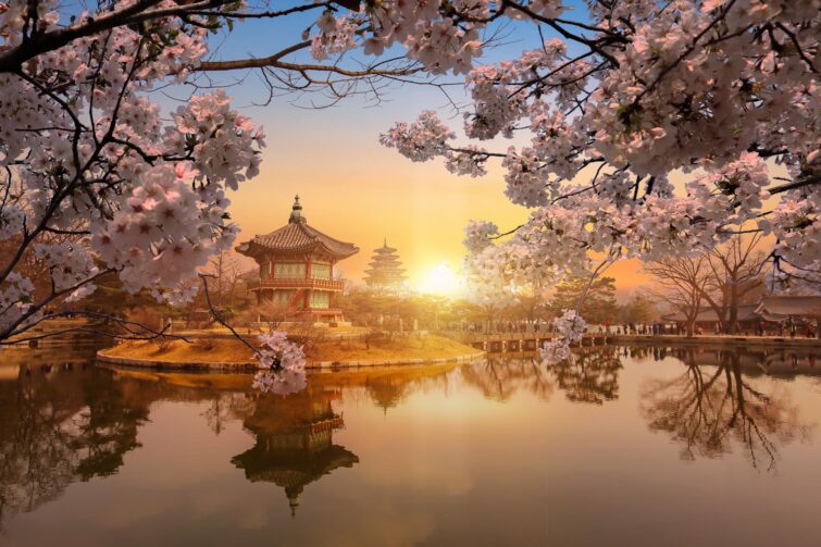 Cerisiers en fleurs au palais de Gyeongbokgung au printemps, Séoul, Corée du Sud