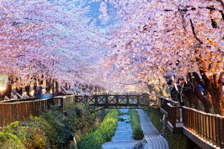 Cerisiers en fleurs de nuit à Busan, Corée du Sud