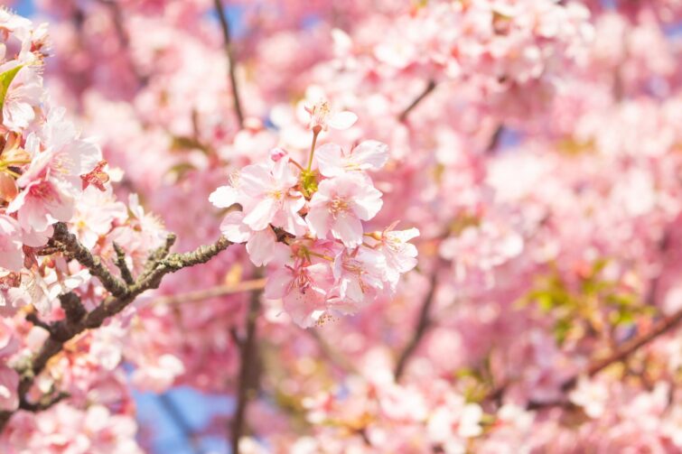 Cerisiers en fleurs lors de Hanami au Japon