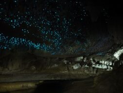 Ciel de vers lumineux dans la grotte de Waitomo