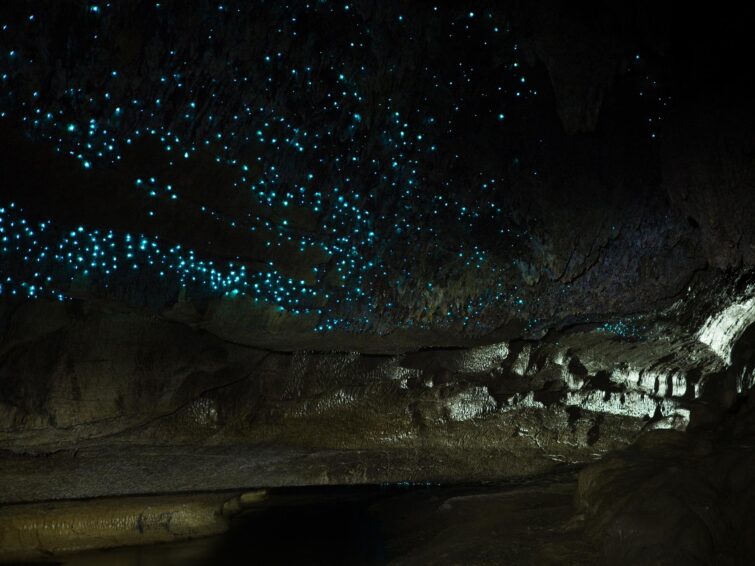 Ciel de vers lumineux dans la grotte de Waitomo