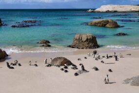 Colonie de manchots,Boulders Beach, Cap