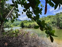 Excursion en canoë-kayak dans la mangrove en Guadeloupe