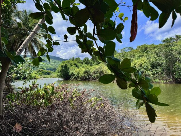 Excursion en canoë-kayak dans la mangrove en Guadeloupe