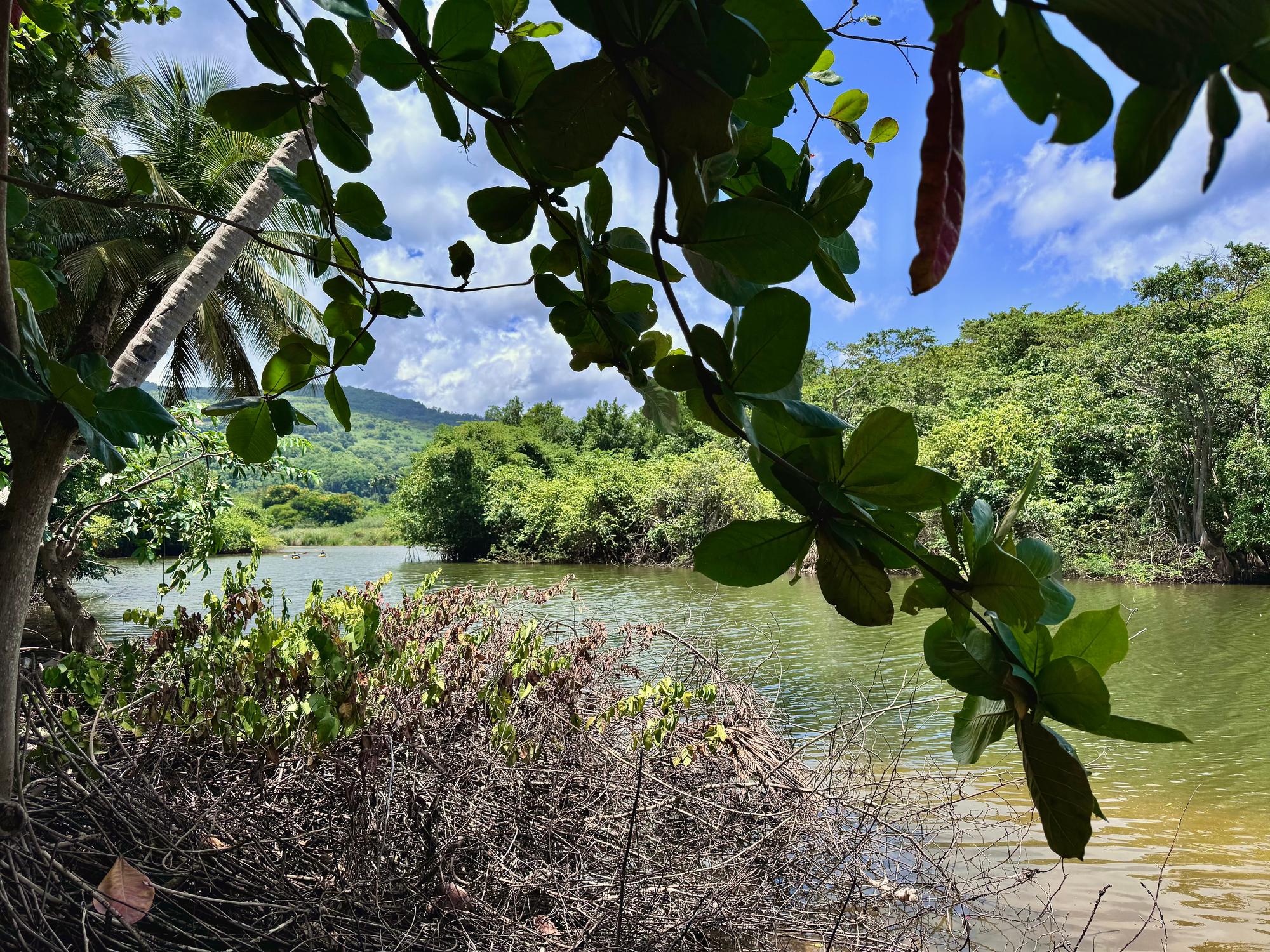 Excursion en canoë-kayak dans la mangrove en Guadeloupe