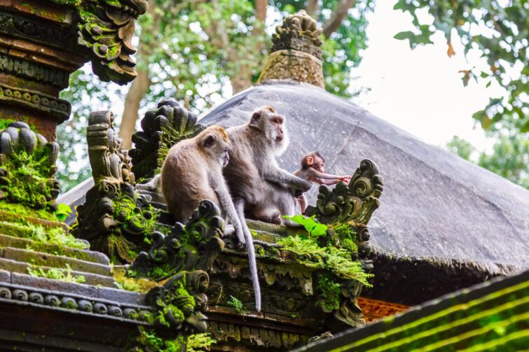 Forêt des singes à Ubud