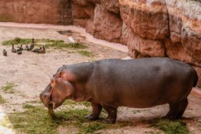 Hippopotame au zoo de Wroclaw