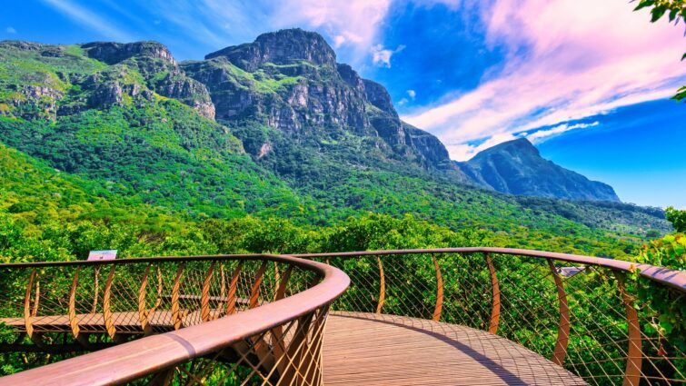 Jardin botanique national Kirstenbosch au Cap en Afrique du Sud