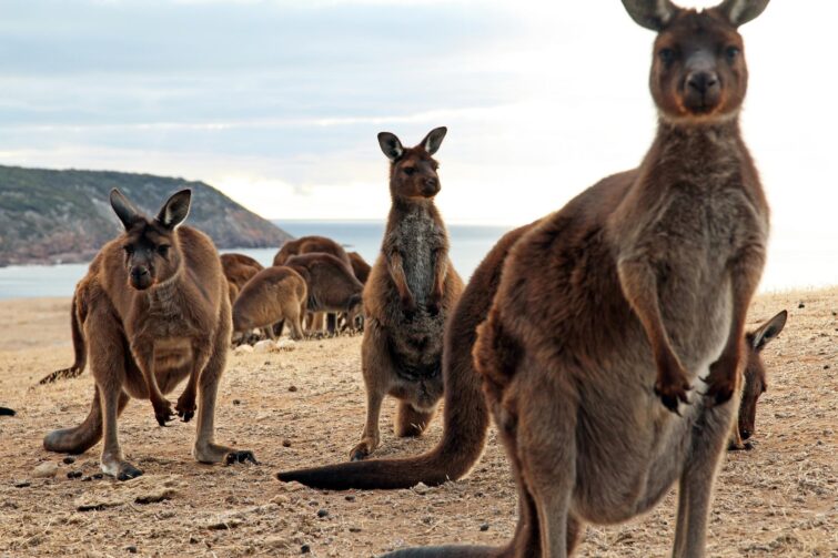 Kangourous à Kangaroo Island en Australie