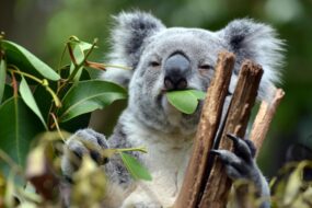 Koala au Lone Pine Koala Sanctuary à Brisbane