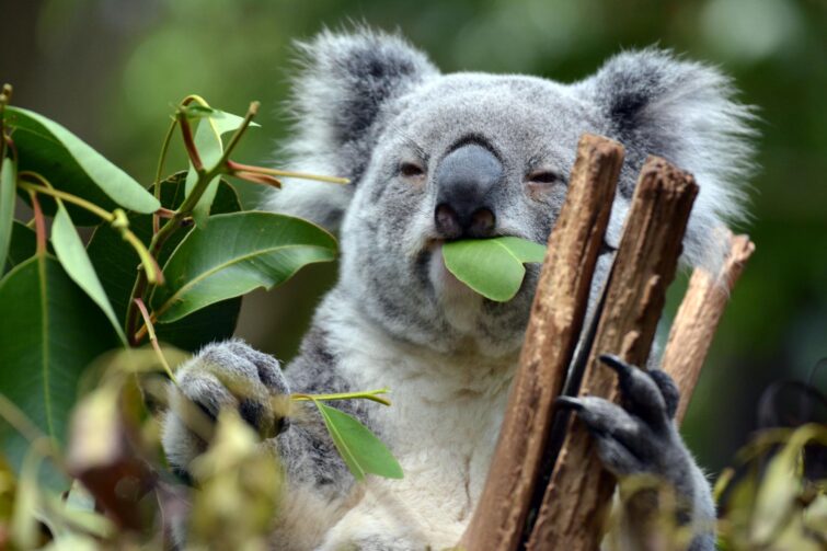 Koala au Lone Pine Koala Sanctuary à Brisbane