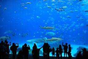 L'Aquarium de Dubaï