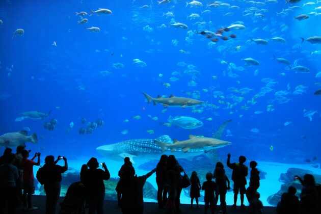 L'Aquarium de Dubaï