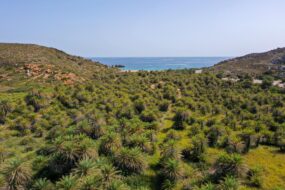 La Foret de Vai en Crète, Grèce