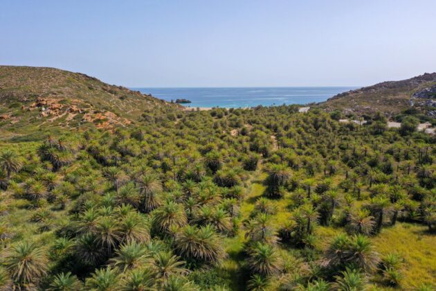 La Foret de Vai en Crète, Grèce