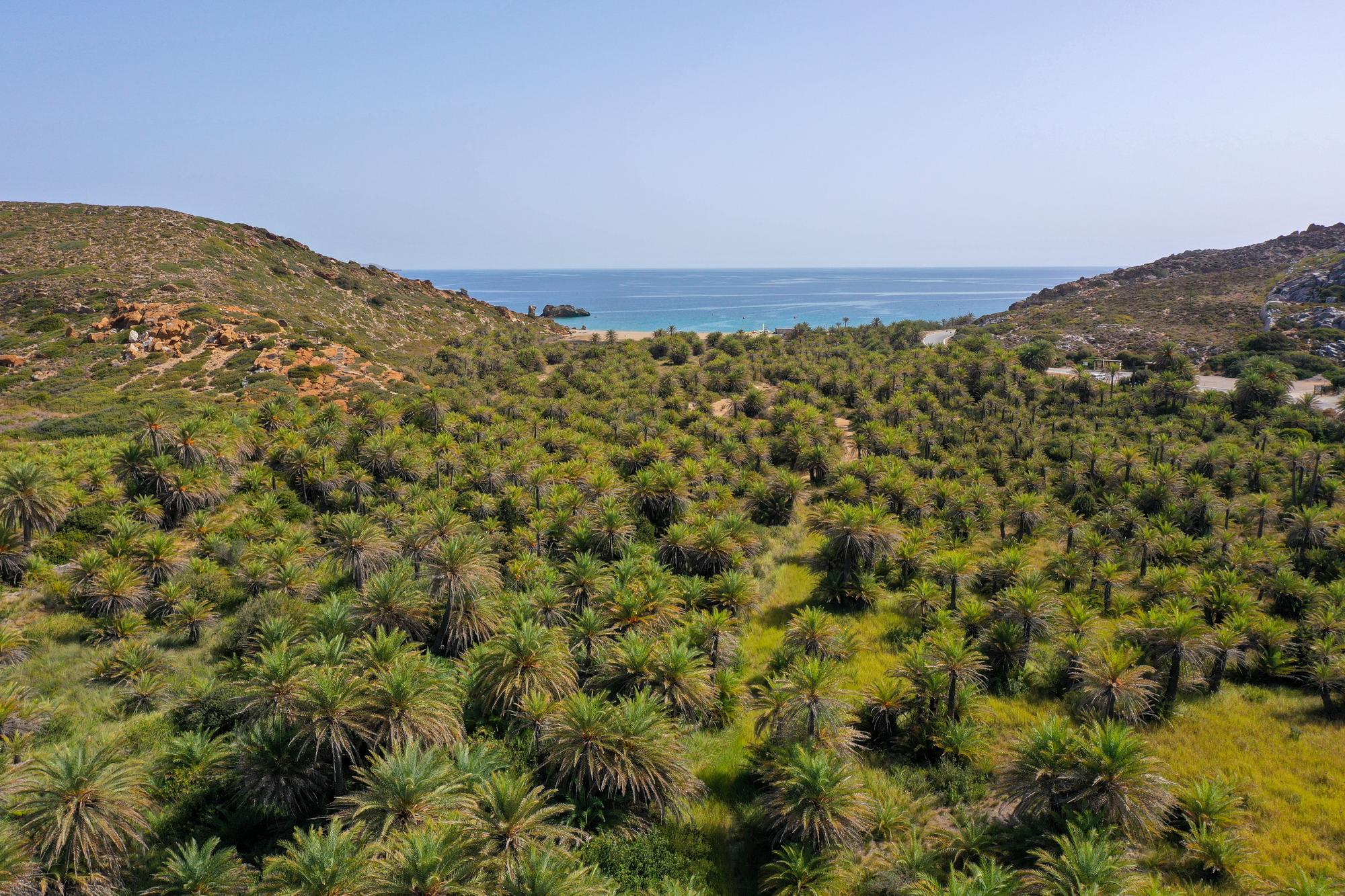 La Foret de Vai en Crète, Grèce