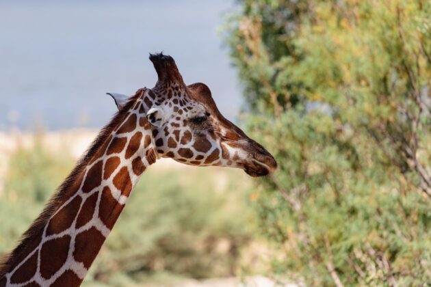 La Réserve Africaine de Sigean