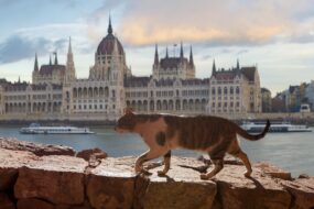 Le Musée du chat de Budapest