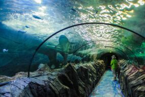 Le Sea Life Sydney Aquarium