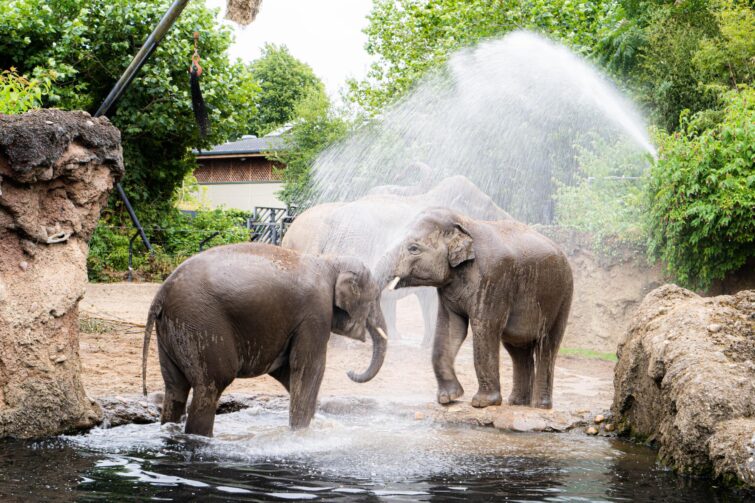 Le Zoo de Dublin