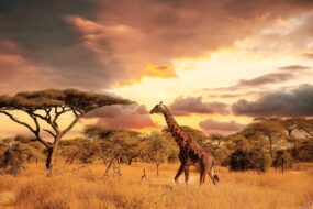 Le parc national du Serengeti, Tanzanie