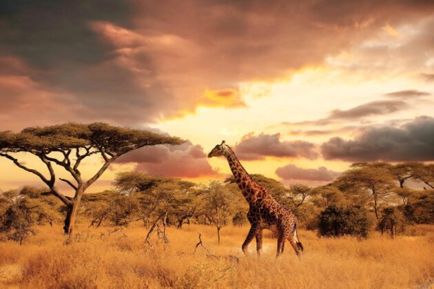 Le parc national du Serengeti, Tanzanie