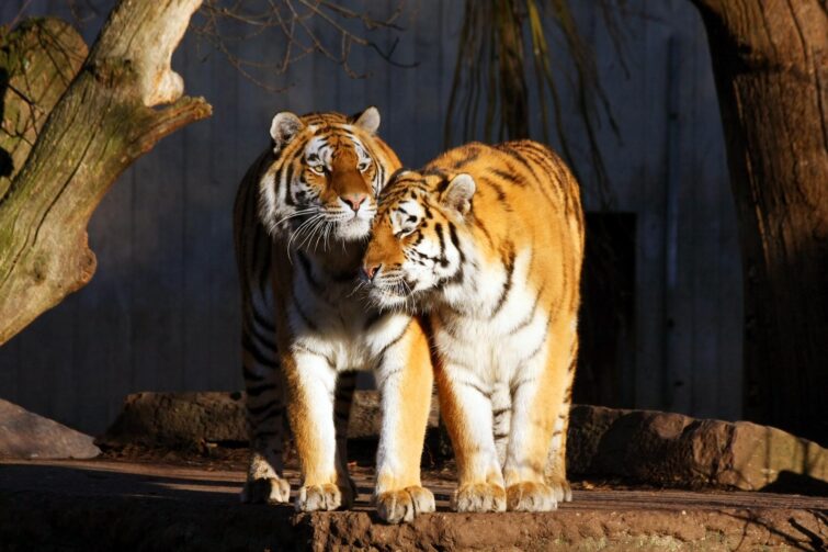 Le zoo de Copenhague