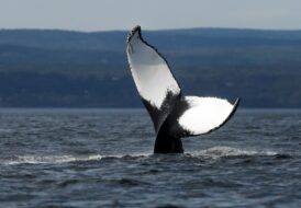 Les baleines sont nombreuses à la confluence du fleuve Saint-Laurent et du fjord du Saguenay