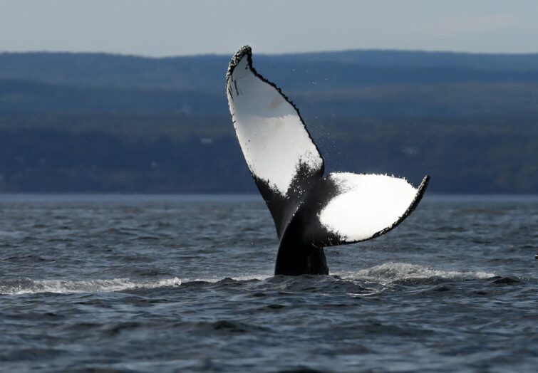 Les baleines sont nombreuses à la confluence du fleuve Saint-Laurent et du fjord du Saguenay