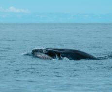 Les côtes de Tenerife sont connues pour l'observation des cétacés/Baleine bleue au large des côtes de Tenerife/Baleine bleue au large des côtes de Tenerife
