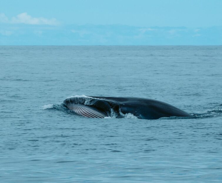 Les côtes de Tenerife sont connues pour l'observation des cétacés/Baleine bleue au large des côtes de Tenerife/Baleine bleue au large des côtes de Tenerife