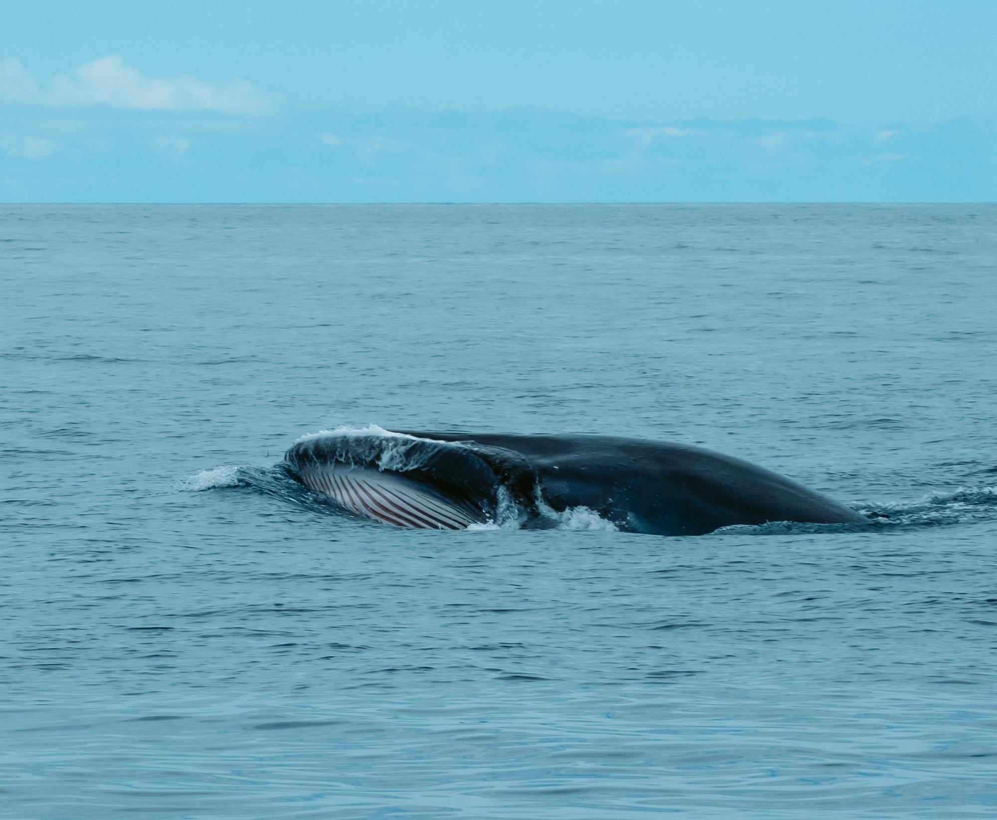 Les côtes de Tenerife sont connues pour l'observation des cétacés/Baleine bleue au large des côtes de Tenerife/Baleine bleue au large des côtes de Tenerife