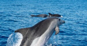 L'observation des dauphins et des baleines à Funchal