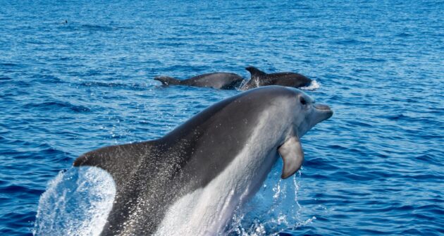 L'observation des dauphins et des baleines à Funchal