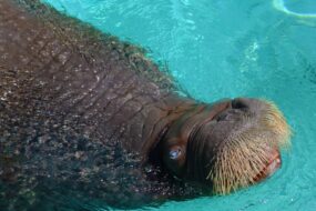 Morse flottant dans l'eau à l'aquarium de Québec