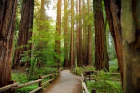 Muir Woods, le repaire des séquoias, Californie