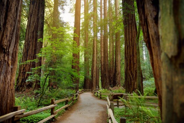 Muir Woods, le repaire des séquoias, Californie