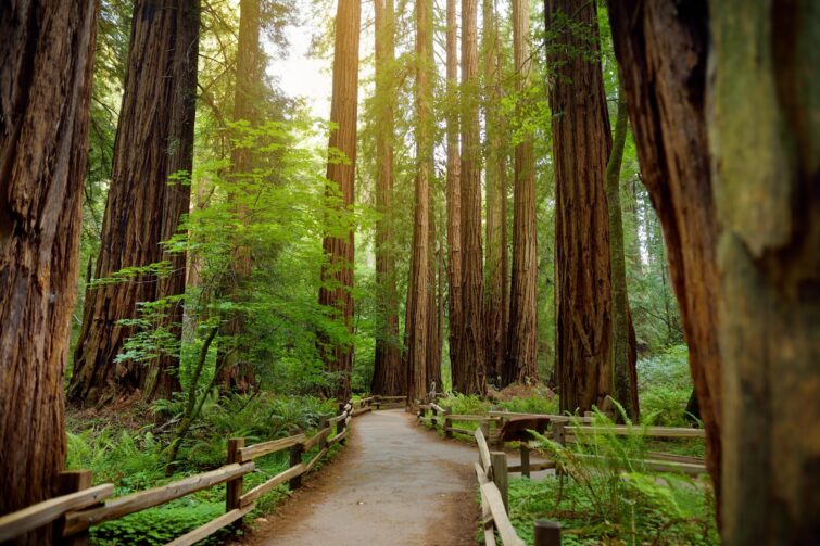Muir Woods, le repaire des séquoias, Californie