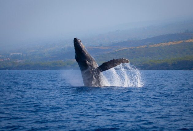Observation des baleines à Hawaï