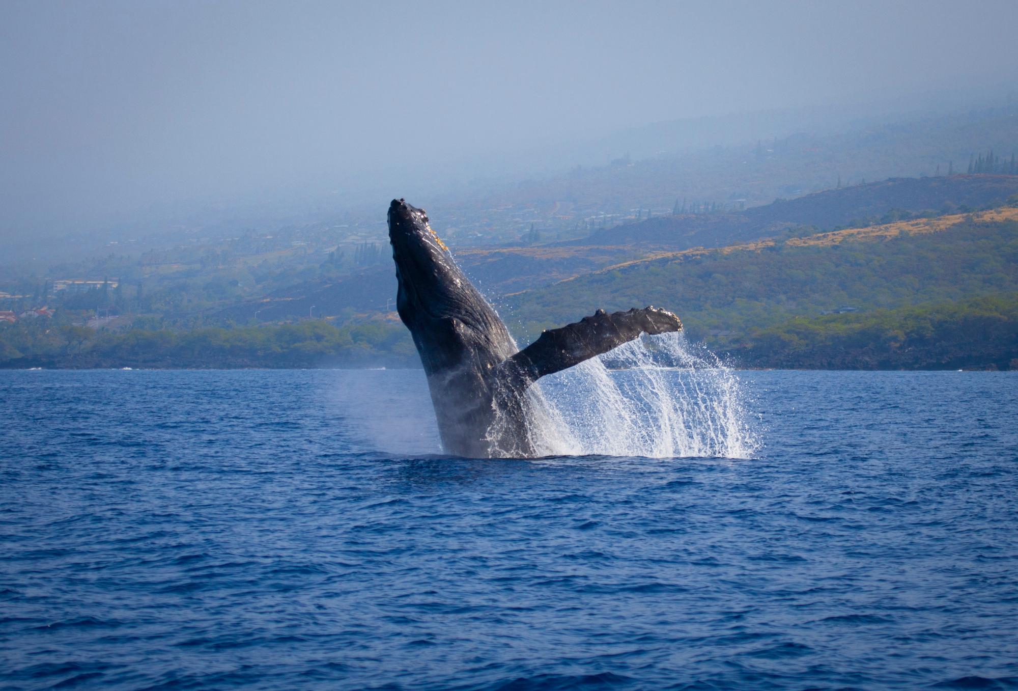 Observation des baleines à Hawaï