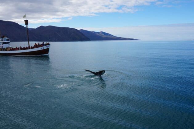 Observation des baleines à Húsavík Islande