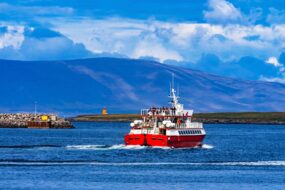 Observation des baleines à Reykjavik en Islande