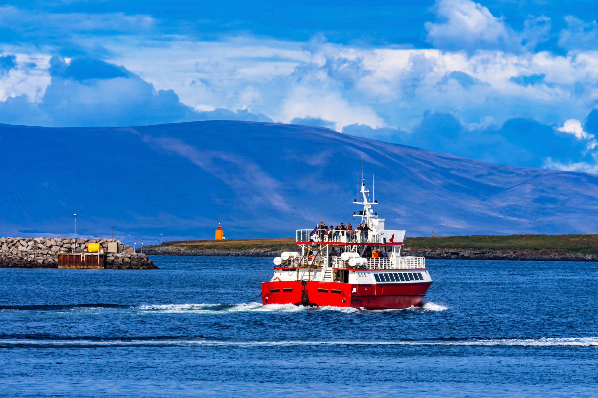 Observation des baleines à Reykjavik en Islande
