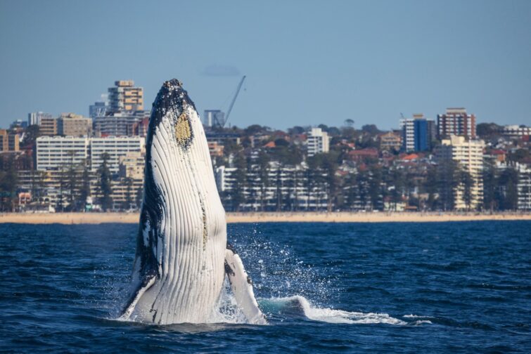 Observation des baleines à Sydney